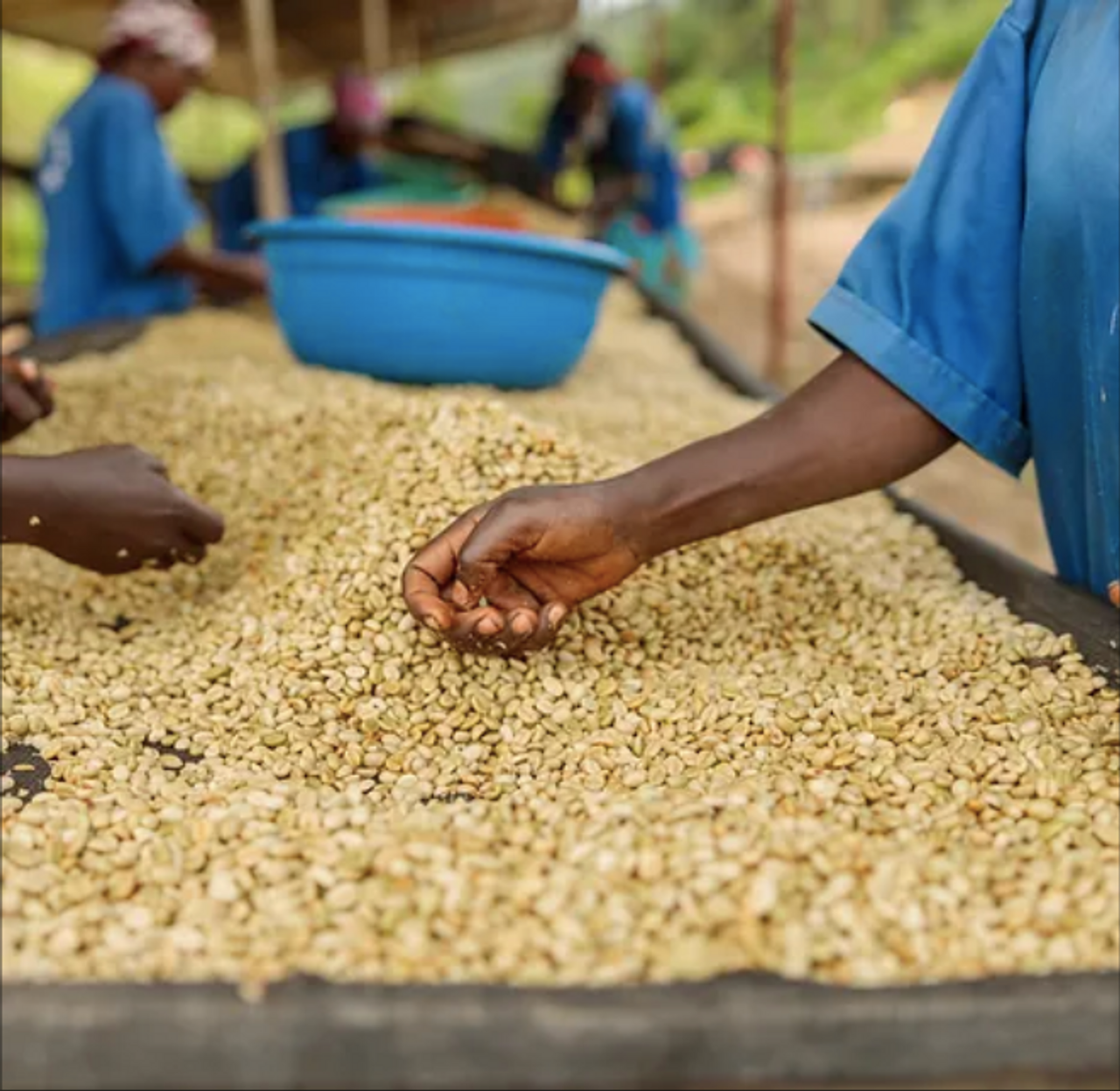 ZUSH Coffee - เมล็ดกาแฟชนิดพิเศษ อาราบิก้า 100% คั่วเป็นกลุ่ม บราซิล ริโอ บริลฮันเต