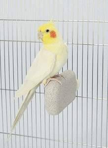 Sanko Shokai - J31 Nail Sharpening Stone Step for Small Animals (White) Pet Accessories 4976285193101 CherryAffairs